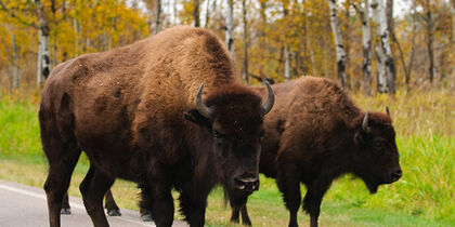 Bison on the road