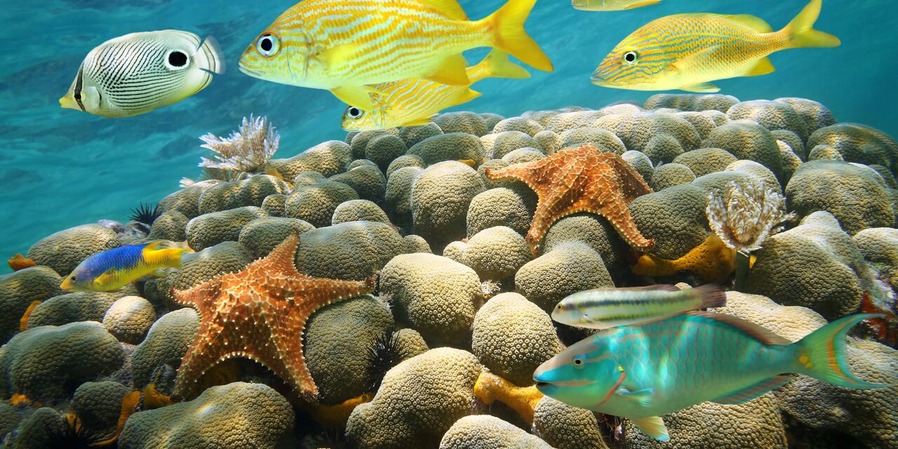 The magnificent underwater world