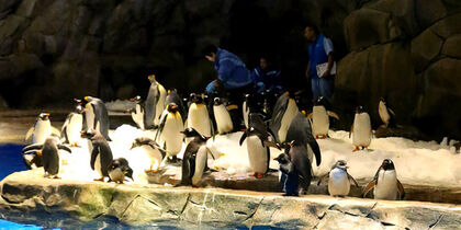 King Penguins in Polar Adventure