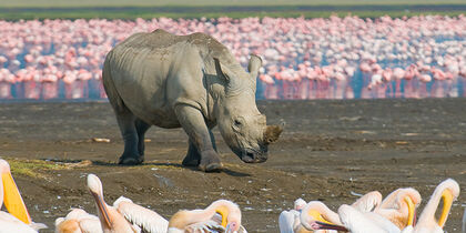 Diverse wildlife at Lake Nakuru