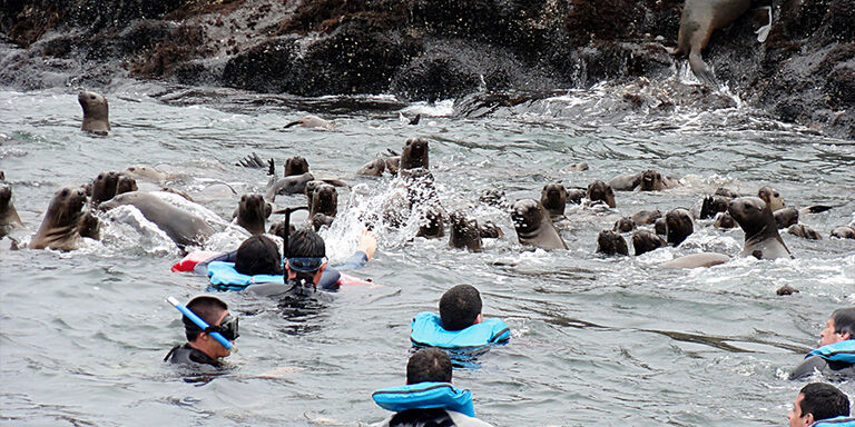 Swim with the sea lions on the Palomino islands