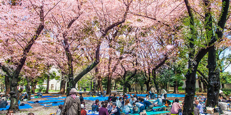 A picnic under pink splendour