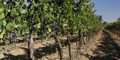 Vineyard in Maipo