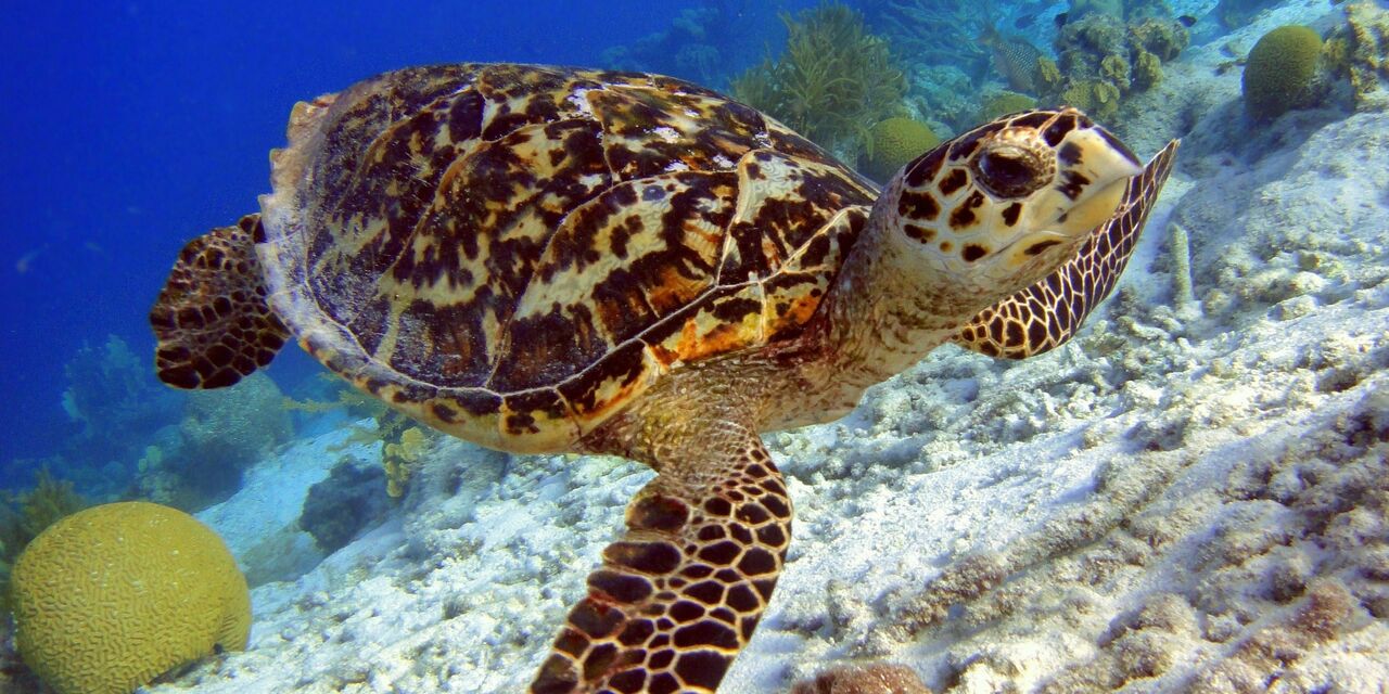 Bonaire is a true diver's paradise