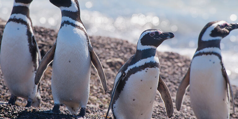 Magellan Penguins