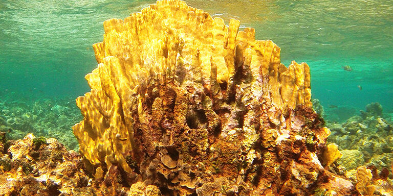 Artistic coral formations in Lac Bay