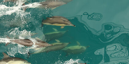 Playful dolphins in the Bay of Setúbal