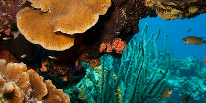 Coral reef at Little Bonaire