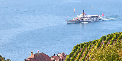 Cruising past vineyards