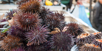 Sea urchins at 'A Piscaria