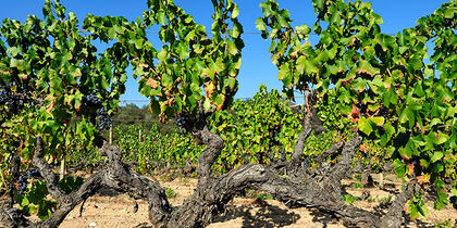 Cannonau grapes in Nuoro