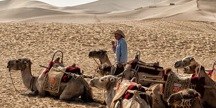 Camels in the Gobi Desert