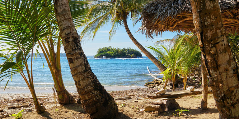 Coconut palms on Isla Bastimentos