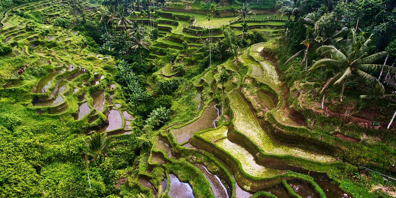 The Tegalalang Rice Terrace