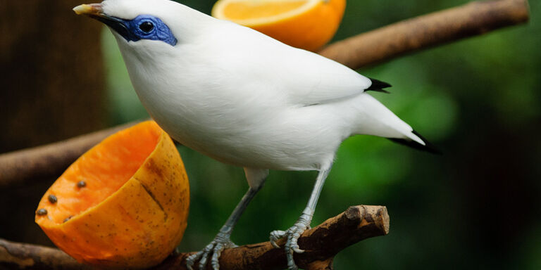 The Bali starling (Leucopsar Rothschildi)