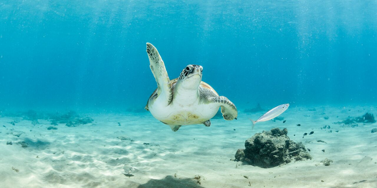 Curaçao’s underwater world