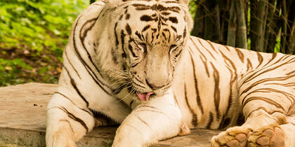 White tigers in Bannerghatta National Park