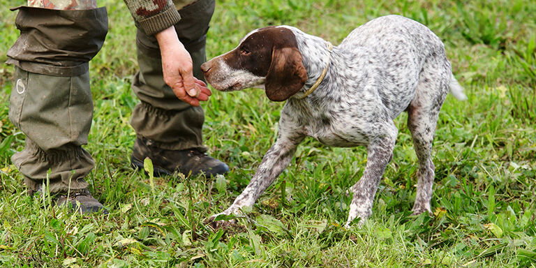 Truffle hunt with a dog