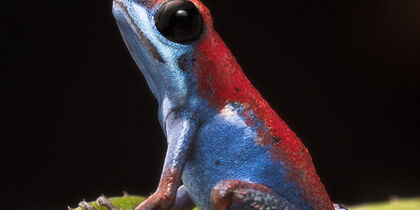 Poisonous dart frog on Escudo island