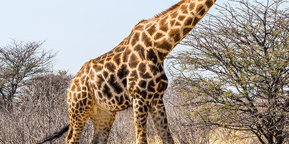 Giraffe in the bush