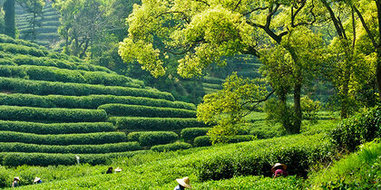 Mountain tea garden