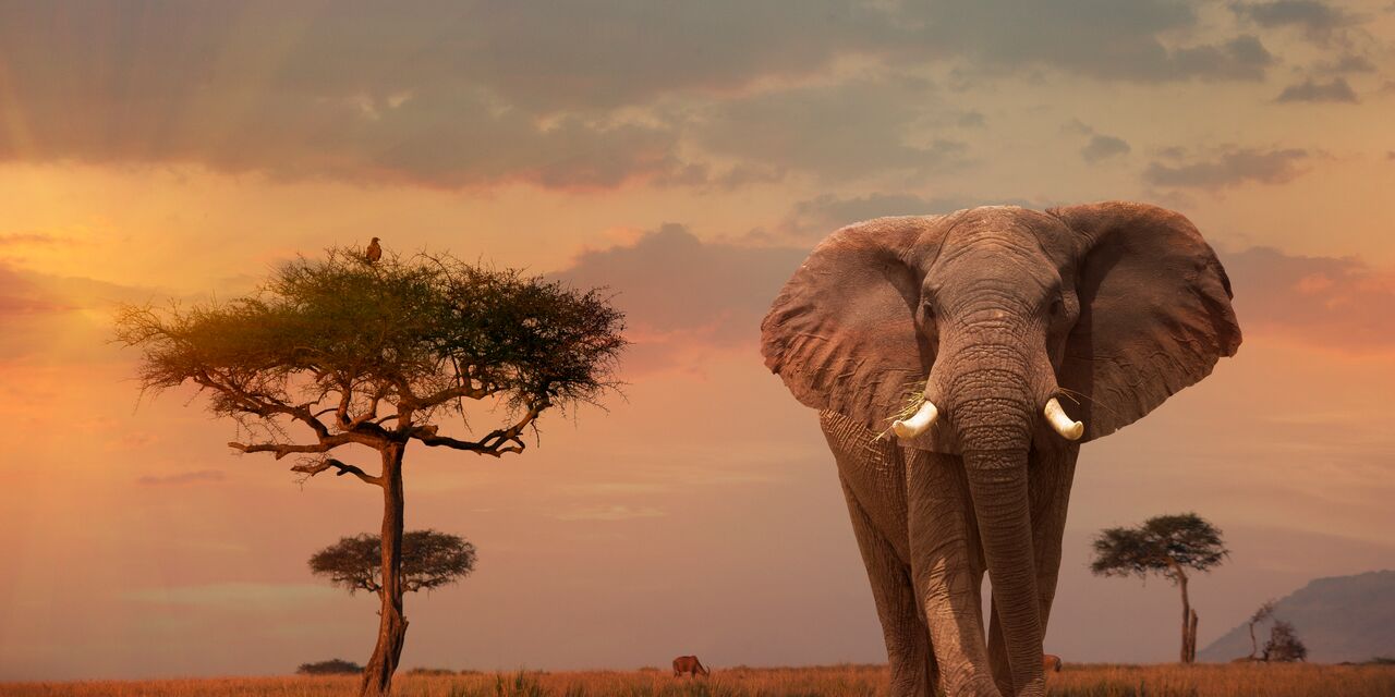 African elephant in Masai Mara National Park