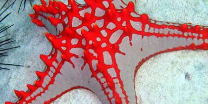 A red starfish