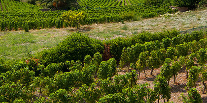 The best Malvasia grapes hail from Bosa