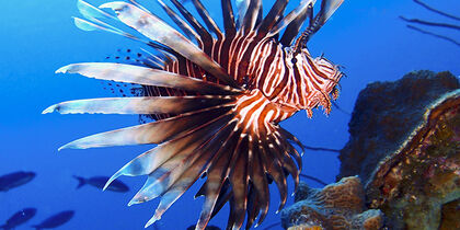 Encounter a red lionfish in Wonderland