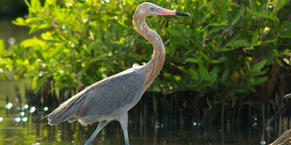 A red heron