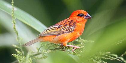 A Mauritius fody