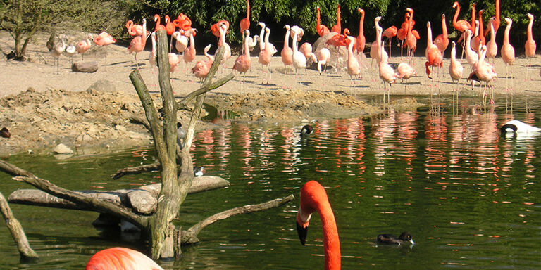 Flamingos along the waterside