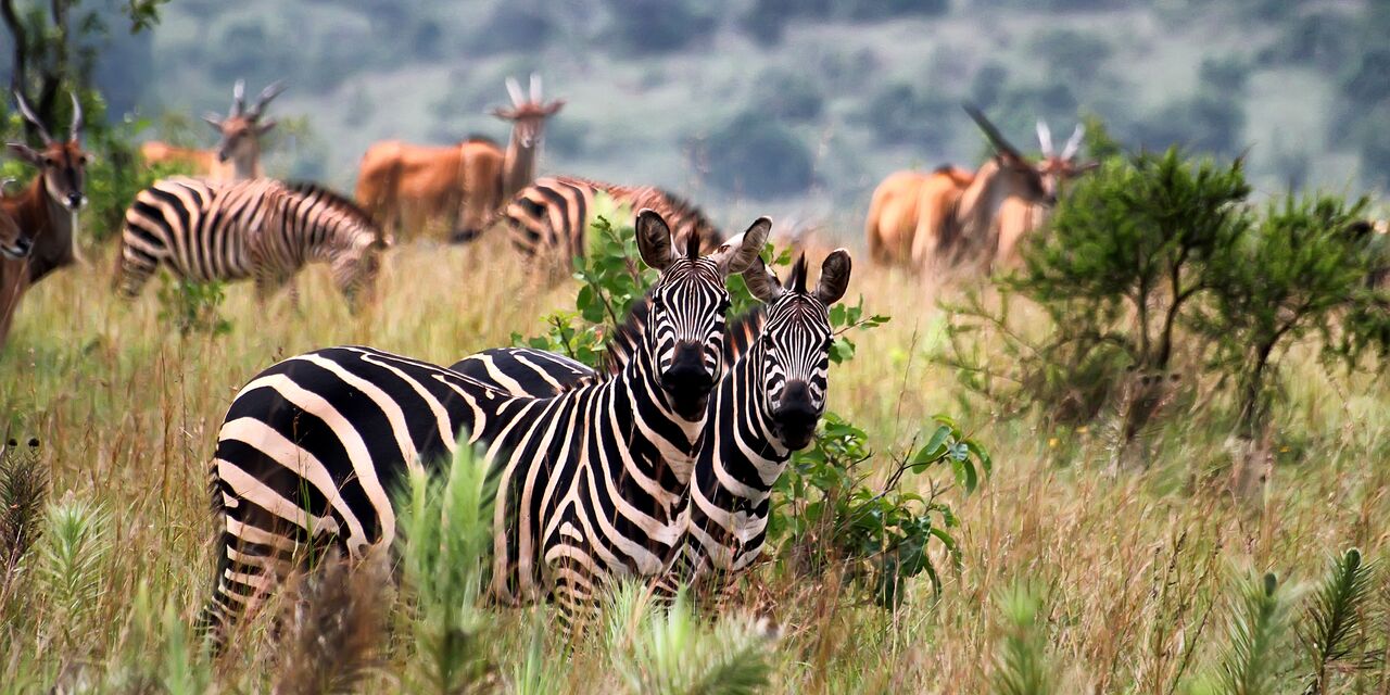 Zebras in Akagera National Park