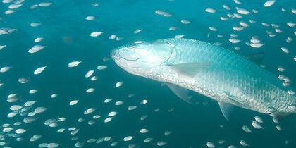 A tarpon amidst a school of fish