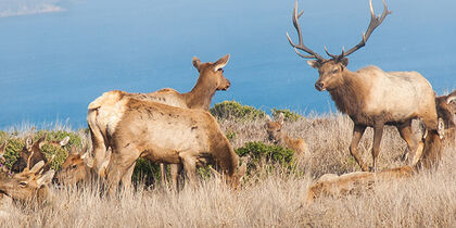 Herd of tule elk at Tomales Point