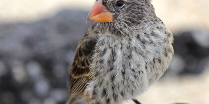 A Darwin finch