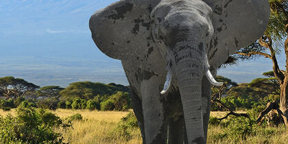 Elephant set against a snow-capped Kilimanjaro