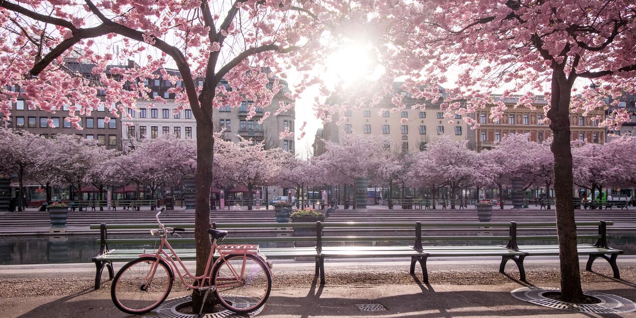 Cherry blossoms in Kunsträdgården