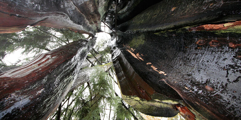 The Stanley Park Hollow Tree