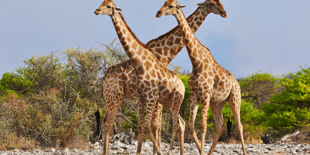 Giraffes in Akagera National Park 