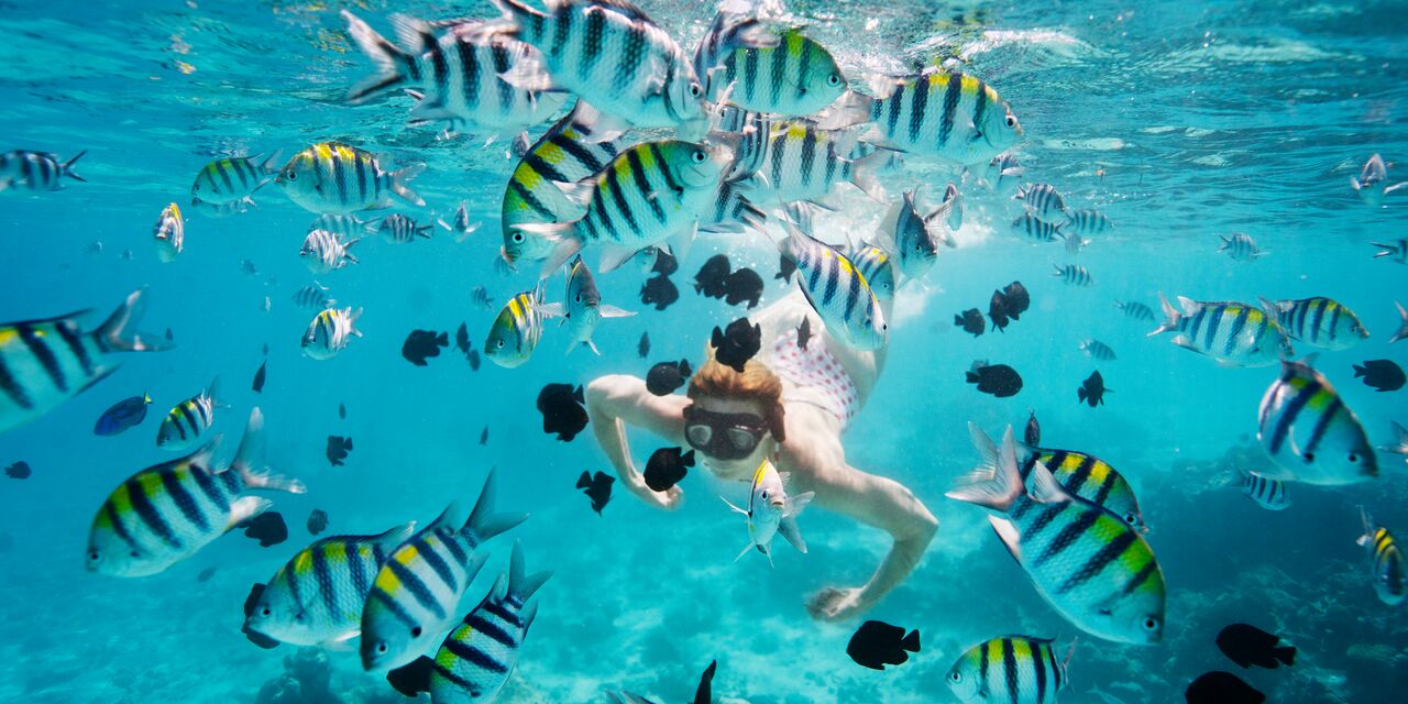 Snorkelling among tropical fish