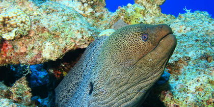 A large moray eel