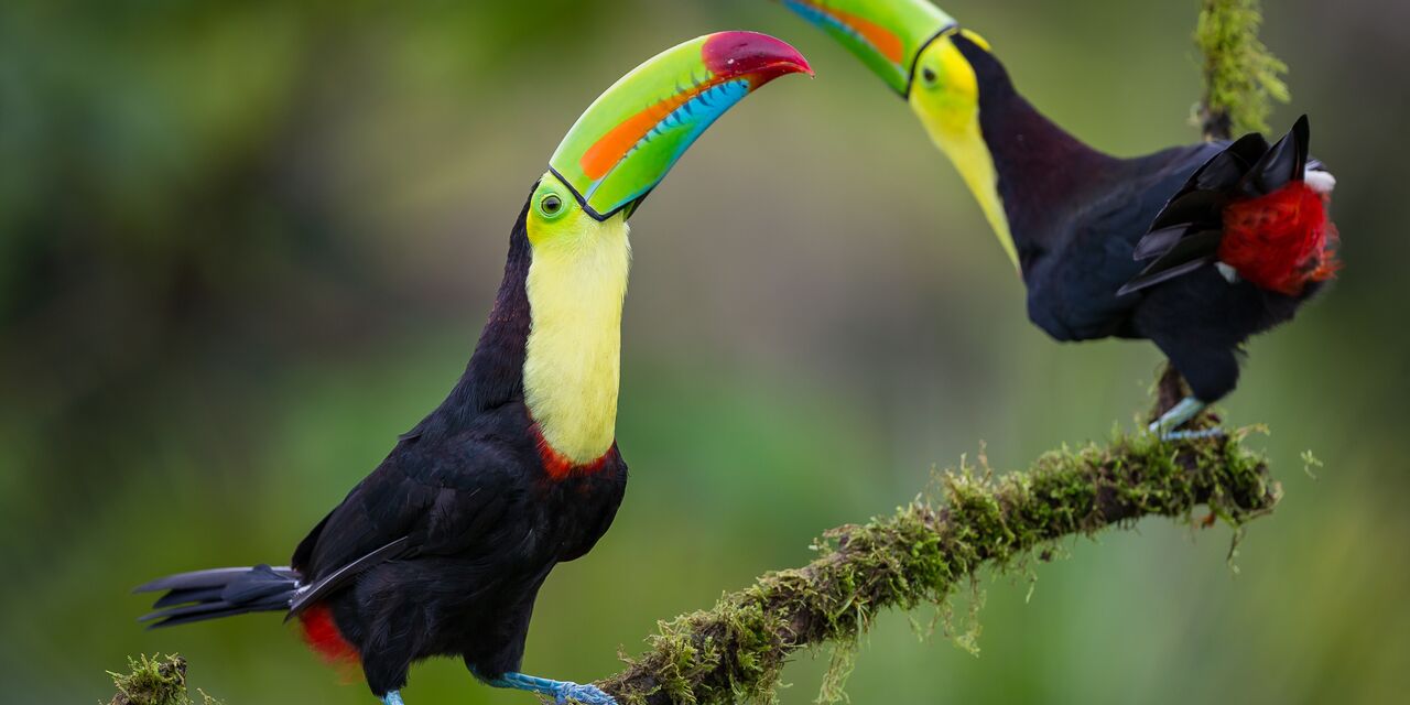 Toucans in the jungle