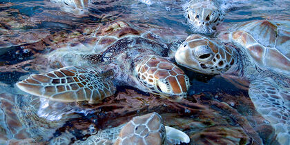 Turtles in the water around Mujeres 