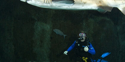 Diver in the I&J Predator Exhibit