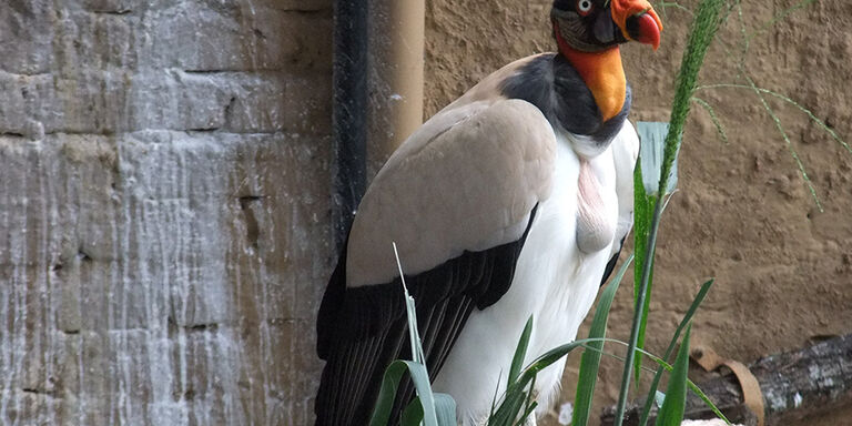 The condor, Colombia’s national bird