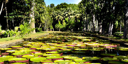 Giant water lilies in the SSR Botanical Gardens