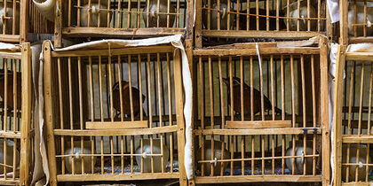 Bird garden in Yuen Po Street