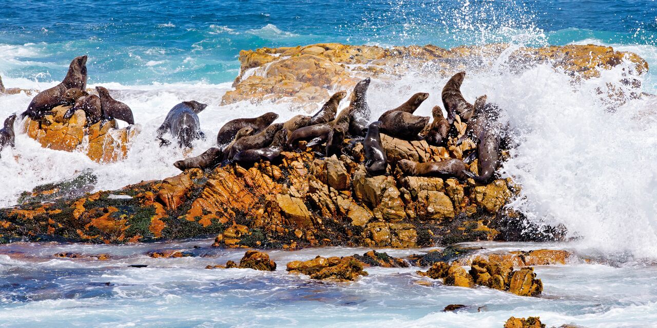 Seals on Dyer Island