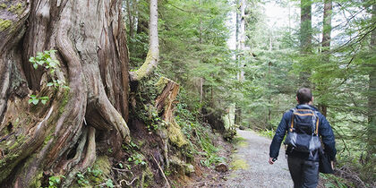 Giant trees in Carmanah Walbran Provincial Park